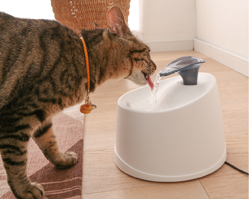 Pet Water Fountain