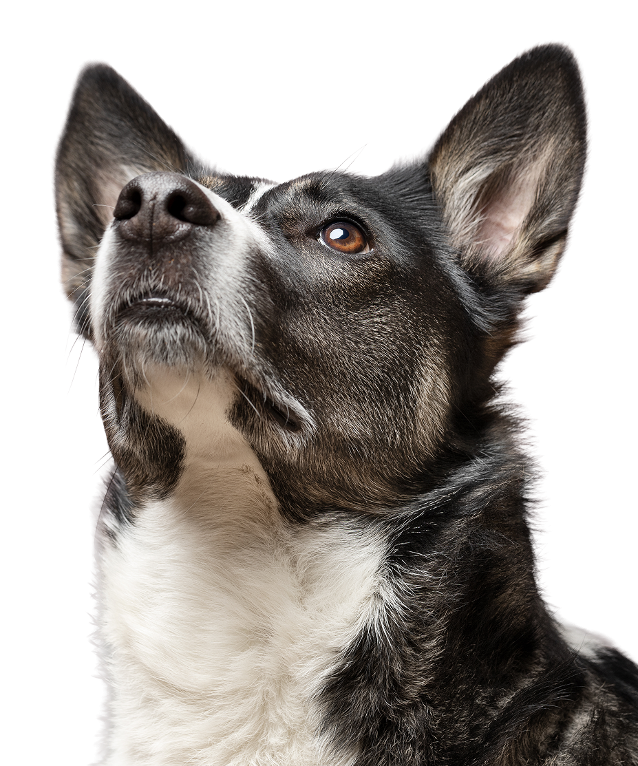 ペット 犬