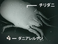 チリダニ