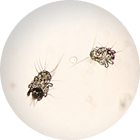 ダニのイメージ