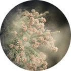 花粉のイメージ