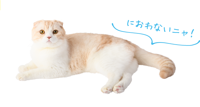 におわないニャ！