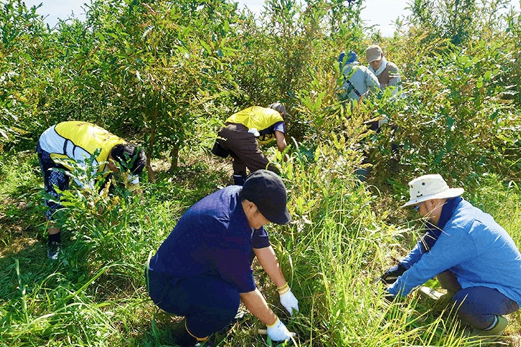 参加者が雑草を取っている様子