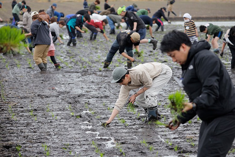 今年も豊かな稲穂に育つように想いを込めながら