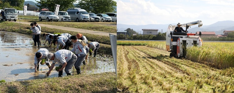 宮城県での稲作の様子