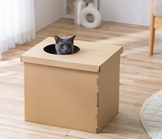 上から段ボール猫トイレ