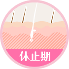 休止期