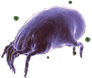 チリダニ