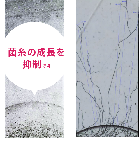 菌糸の成長比較