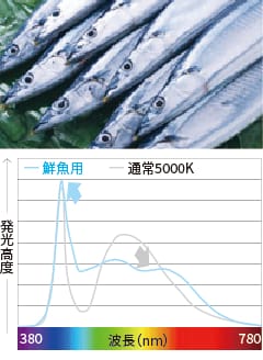 精肉用（赤身）