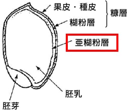 亜糊粉層