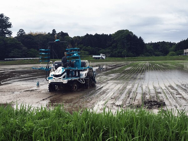 田植えの様子