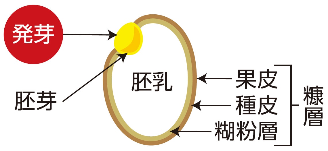 発芽玄米の説明図