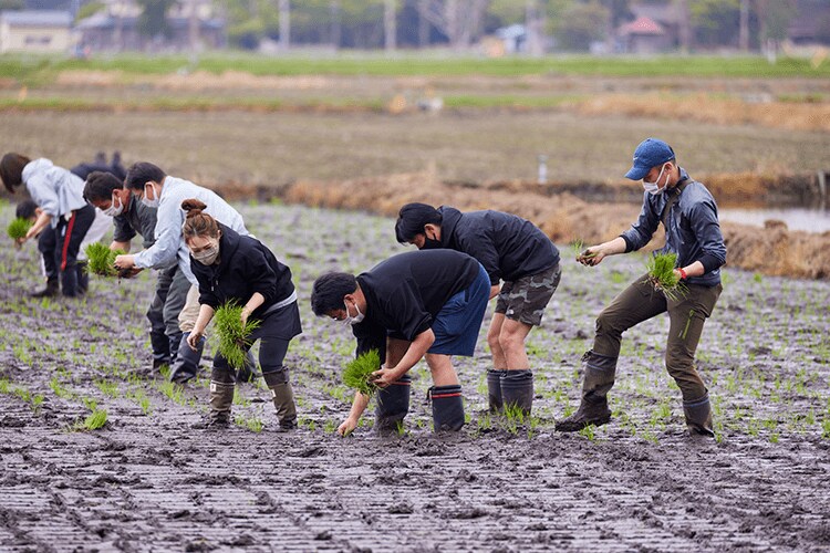 田植えの様子（2022年5月15日、福島県浪江町）