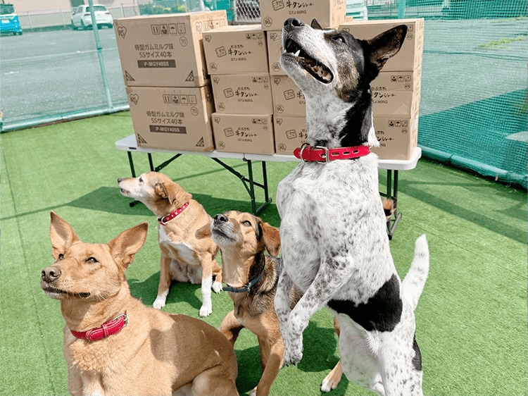犬の画像