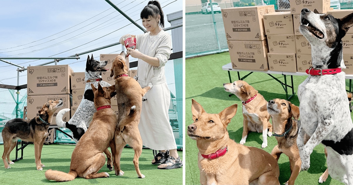 動物の命や健康を守るため 全国の動物愛護団体等への寄付を開始 2025年4月初回配送