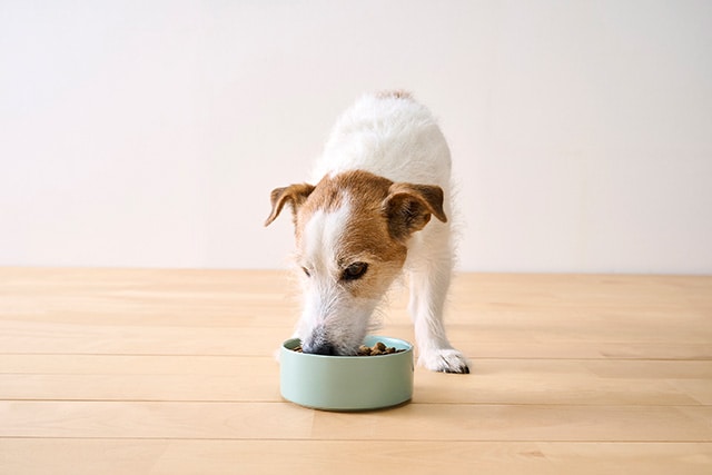大地のレシピを食べる成犬