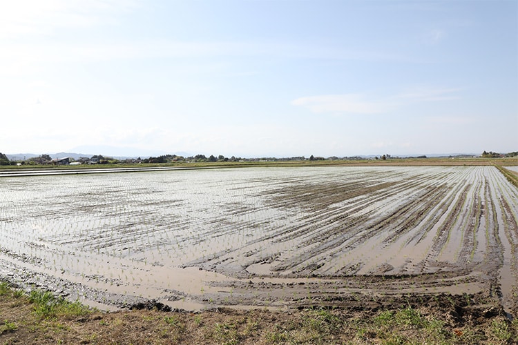 アイリスグループ、「東日本大震災から15年」を機に農業参入を決定 高齢化や担い手不足を背景に、次世代につながる農業の実現を目指す